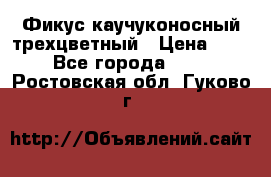 Фикус каучуконосный трехцветный › Цена ­ 500 - Все города  »    . Ростовская обл.,Гуково г.